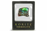 Iridescent Ammolite (Fossil Ammonite Shell) - Blues & Greens #275081-1